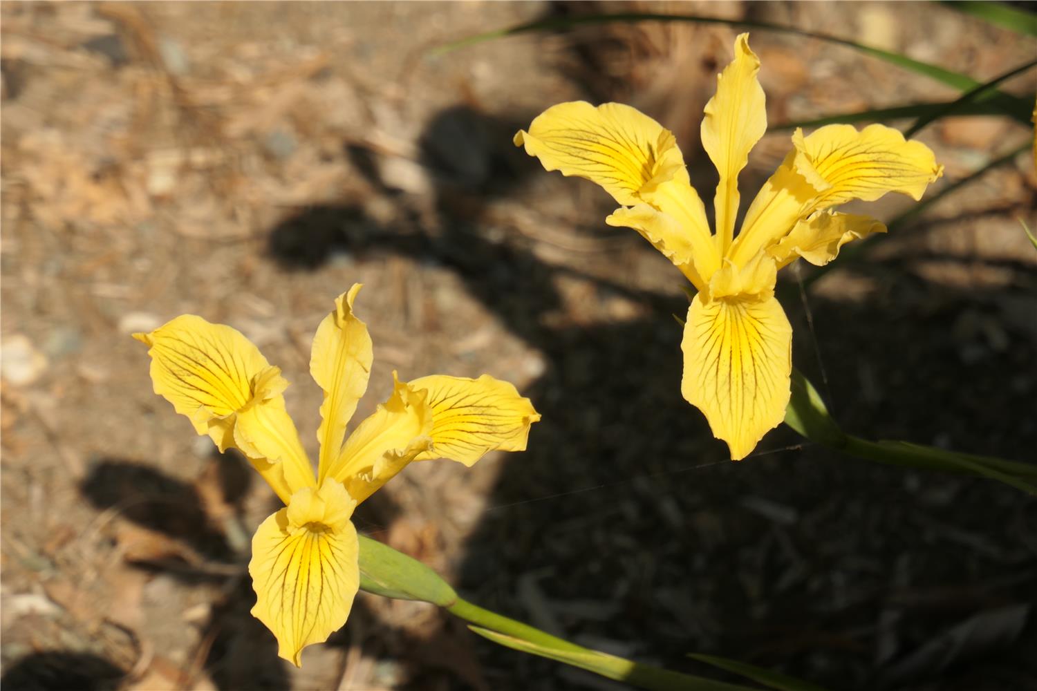 Iris innominata - yellow form