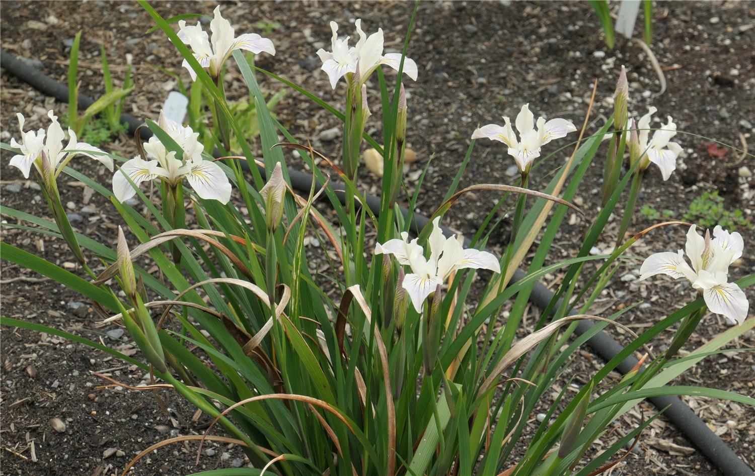 Iris innominata - White form