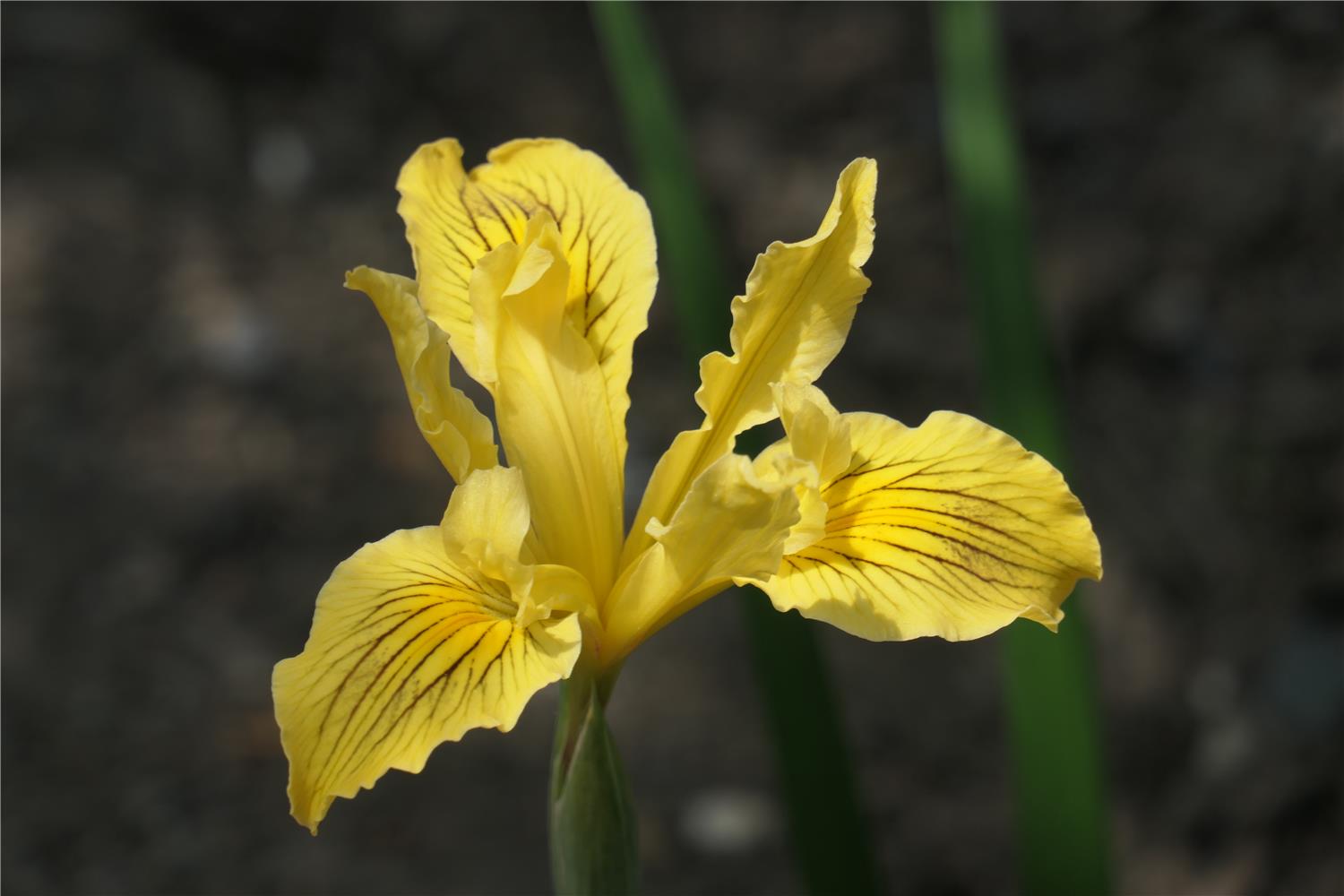 Iris innominata - yellow form