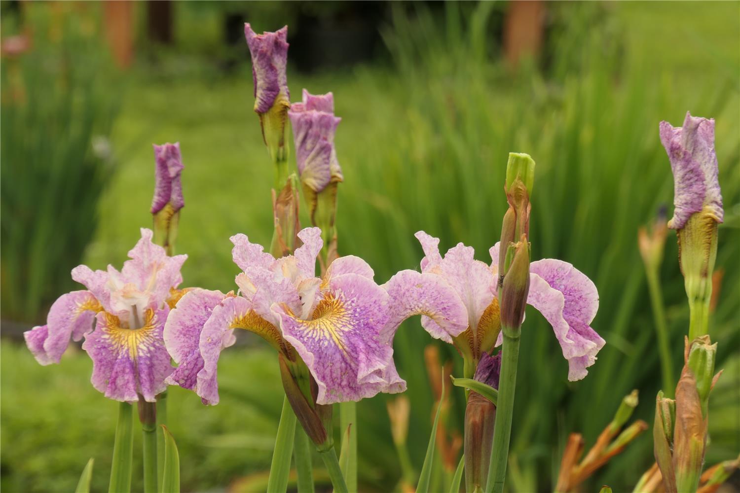 SIB Floral Notes