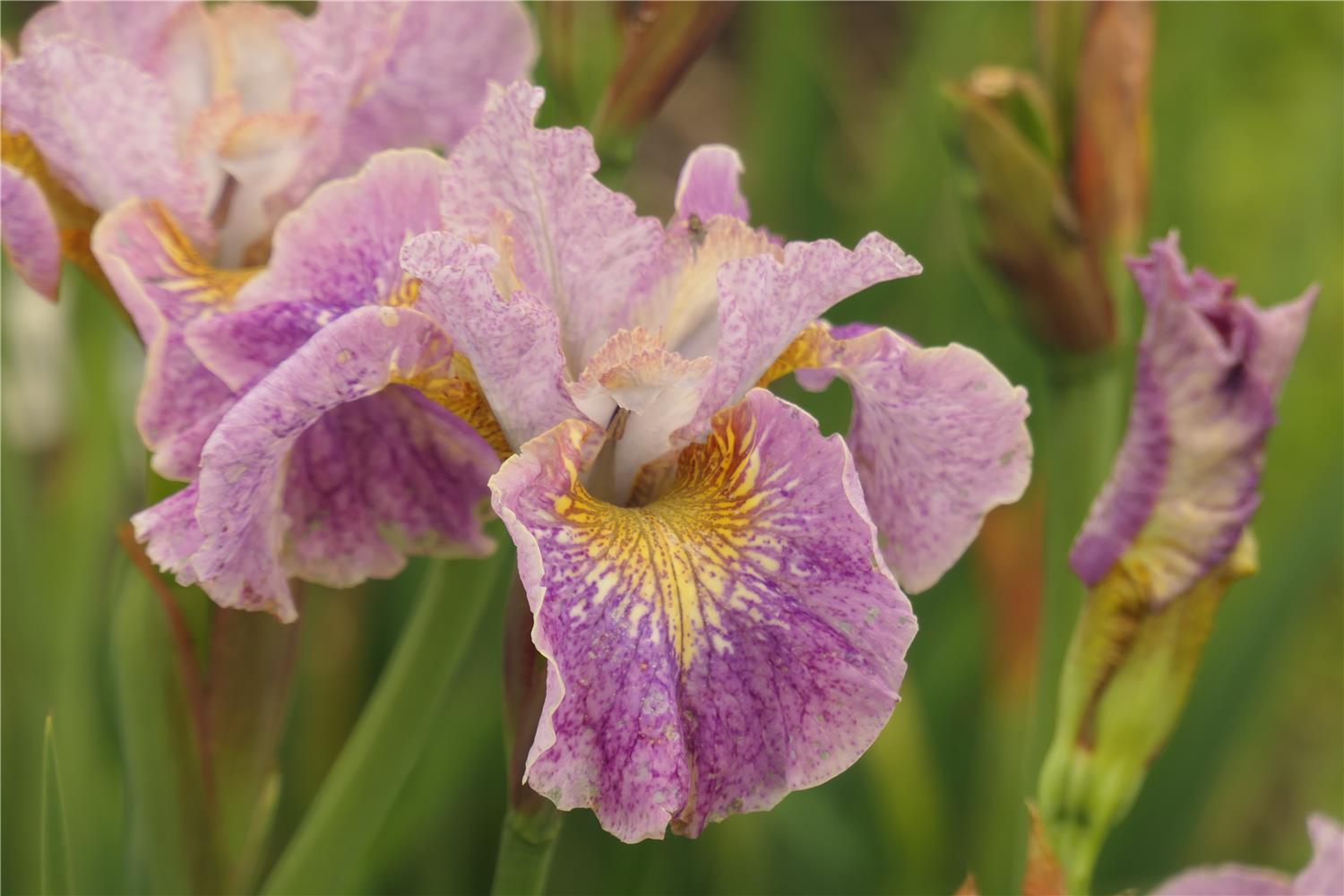 SIB Floral Notes