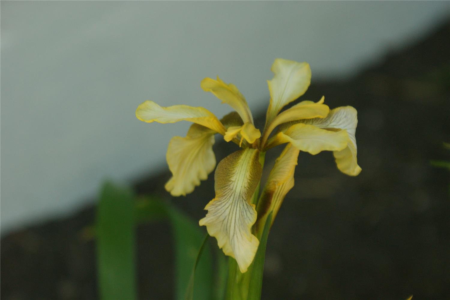 I. foetidissima