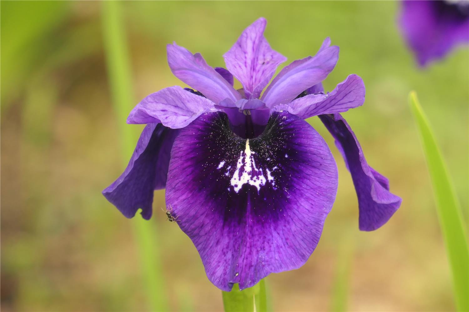 SINO-SIB Signal Spots