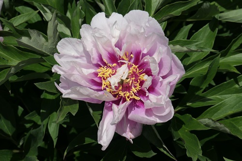 Ecom-Products/Peony/P-Cora-Louise2.JPG