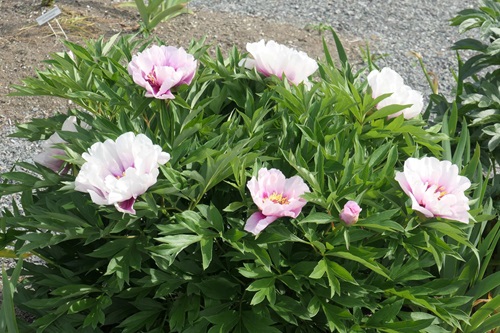 Ecom-Products/Peony/P-Cora-Louse-clump.JPG