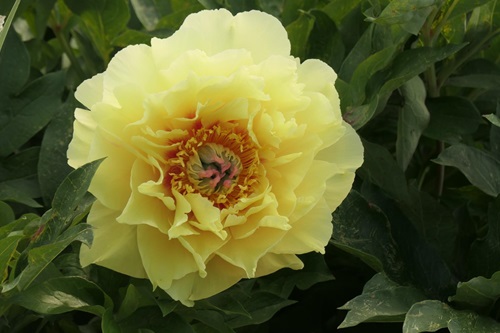 Ecom-Products/Peony/P-Garden-Treasure.JPG