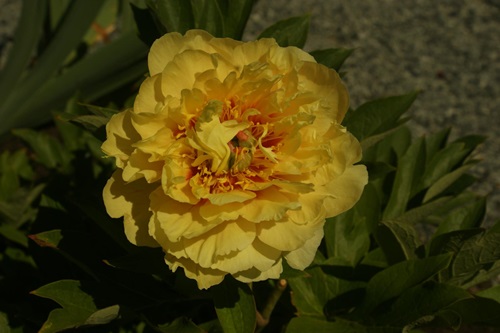 Ecom-Products/Peony/P-Garden-Treasure2.JPG