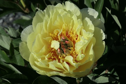 Ecom-Products/Peony/P-Garden-Treasure4.JPG