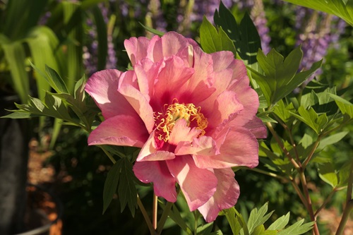 Ecom-Products/Peony/P-Hillary.JPG