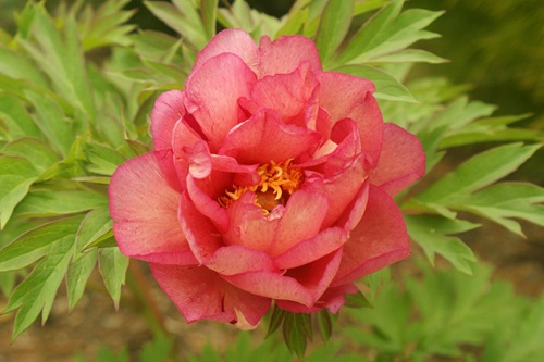 Ecom-Products/Peony/P-Hillary2.JPG