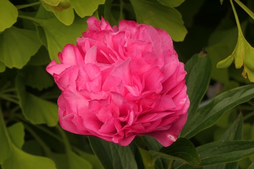 Ecom-Products/Peony/P-Joker.JPG