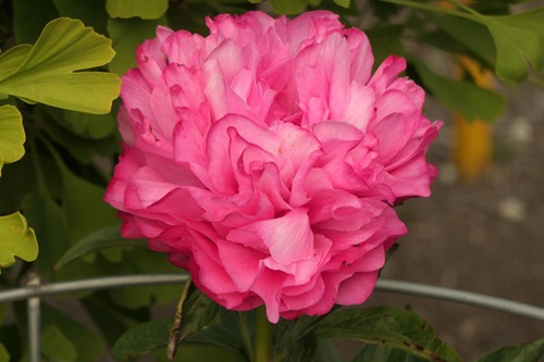 Ecom-Products/Peony/P-Joker2.JPG