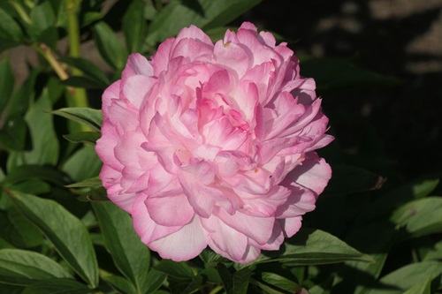 Ecom-Products/Peony/P-Joker3.JPG