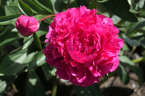 Ecom-Products/Peony/P-Kansas-2.JPG