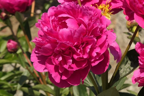 Ecom-Products/Peony/P-Kansas.JPG