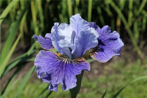 Siberian Iris (SIB)